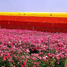 Steam玩家数持续增长 简体中文是非英语第一大语种